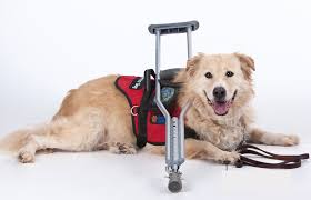 service dog classes near me