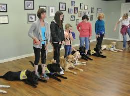 Discover Reliable Service Dog Training Schools Near Me for Expert Canine Education