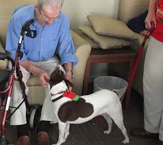 therapy dog training newcastle