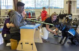 Enhancing Lives Through Therapy Dog Training Programs in the UK