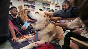 Find Therapy Dogs for Schools Near Me: Enhancing Well-being in Educational Environments