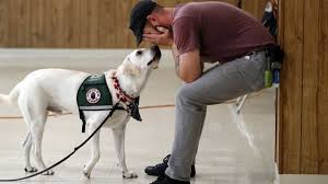 Enhancing Lives Through Therapy Service Dog Training: A Path to Healing and Support