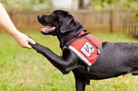 Train Your Dog to Be a Service Dog Near You: A Guide to Local Training Facilities