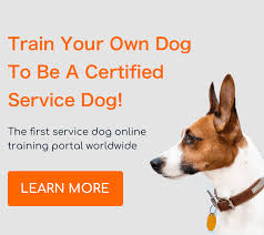 Find Local Training for Your Emotional Support Dog Near Me