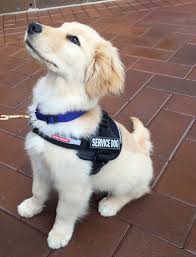 Find Expert Training for Your Service Dog Near Me