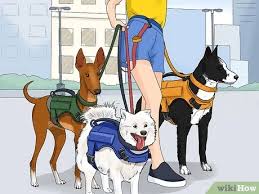 at your service dog training