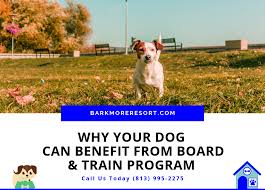 board and train puppy near me