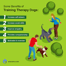 Find Local Dog Training for Therapy Dogs Near Me