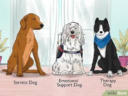 Empowering Well-being: Emotional Support Dog Training Classes in the UK