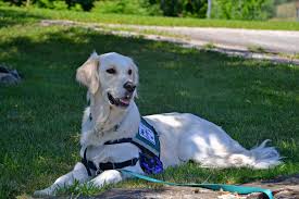 Find Nearby Emotional Support Dog Training Classes