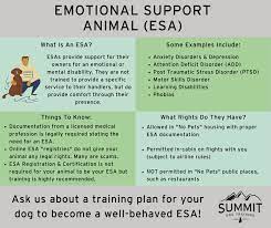 Enhancing Emotional Support: The Importance of ESA Dog Training