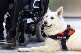 Guide to Getting Your Dog Trained as a Service Animal in the UK