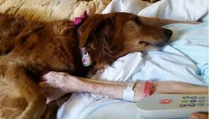 Enhancing End-of-Life Care: The Importance of Hospice Therapy Dog Training