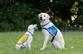 Service Dog Training for Veterans Near Me: Enhancing Lives Through Canine Companionship