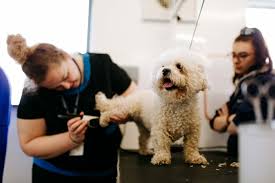 Master the Art of Pet Care: Explore Animal Grooming Courses Today!