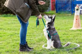 Find Top-Rated Behavioural Classes for Dogs Near Me in the UK