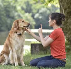 canine obedience training