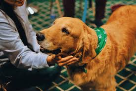 Understanding the Role of ESA Dogs in Providing Emotional Support