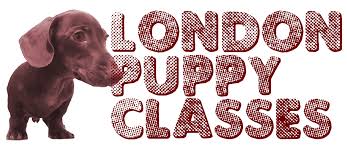 Discover the Benefits of Enrolling in Local Puppy Classes Today