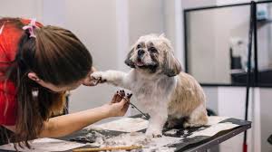 online dog grooming course