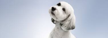 Mastering Pet Grooming Techniques: Enrol in Our Expert-Led Classes Today!