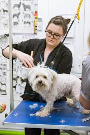 pet grooming course