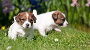 Pets at Home Puppy Classes: Building a Strong Foundation for Your New Best Friend