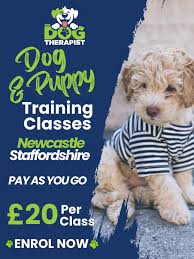 Find Puppy Obedience Training Classes Near Me for Your Furry Companion