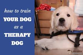 therapy dog training near me