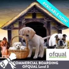 Enhance Your Dog’s Stay with Professional Dog Boarding Courses