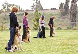 Discover Local Dog Training Group Classes Near Me for Effective Canine Education