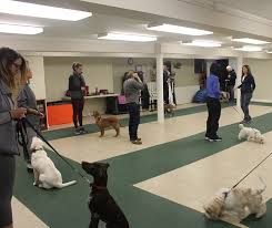 Enhance Your Canine Companion’s Skills with Group Dog Training Classes