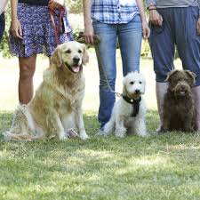 group puppy training classes