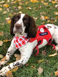 medical assistance dogs