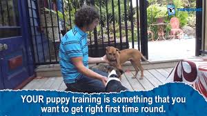 online dog trainer