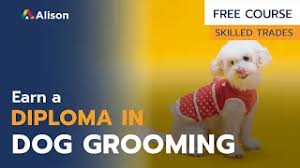 Explore Nearby Pet Grooming Courses for Your Passionate Pursuit