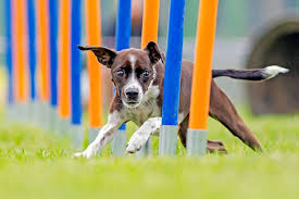 puppy obstacle course