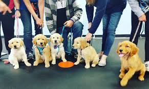 puppy training groups near me