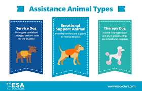 Training Your Dog to Become an Emotional Support Animal: A Guide for UK Pet Owners