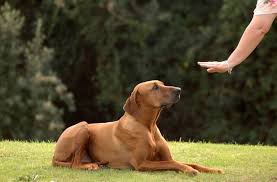 Find Top-Rated Dog Obedience Training Classes Near Me for Your Furry Companion