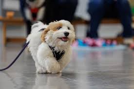 dog puppy classes near me