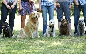 Find Nearby Obedience Dog Training Classes for Me