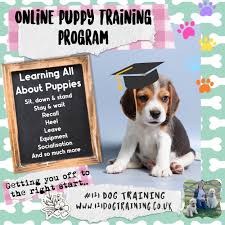 online puppy training