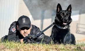 Exploring Police Dog Training Techniques for Civilians in the UK