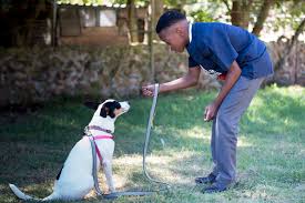 Enhancing Mental Health with Psychiatric Dog Training