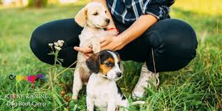 puppy boot camp training near me