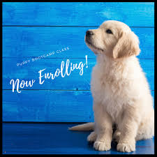 Unlocking Your Puppy’s Potential: The Power of Puppy Bootcamp Training