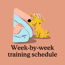 Enhance Your Puppy’s Potential with Our Comprehensive Training Program