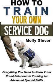 Guide to Training Your Dog to Become a Service Dog in the UK