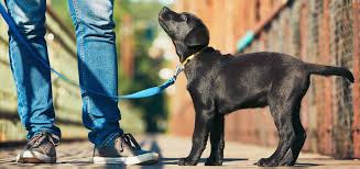 Mastering Basic Puppy Obedience Training: A Guide for Pet Owners in the UK